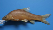 Image of Sinocyclocheilus macrophthalmus 