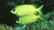 Image of Siganus puelloides (Blackeye rabbitfish)