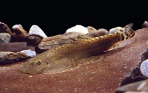 Image of Sinogastromyzon puliensis 