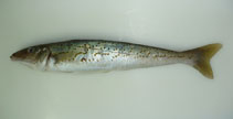 Image of Sillaginodes punctatus (King George whiting)