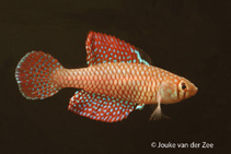 Image of Spectrolebias reticulatus 