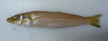 Image of Sillago robusta (Stout whiting)