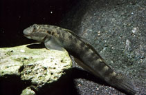 Image of Sicyopterus stimpsoni (Stimpson\