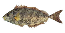 Image of Siganus sutor (Shoemaker spinefoot)