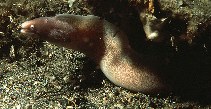 Image of Gymnothorax thyrsoideus (Greyface moray)