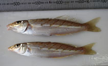 Image of Sillago vittata (Western school whiting)