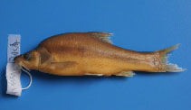 Image of Sinocyclocheilus yishanensis 