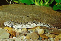 Image of Canthophrys gongota (Gongota loach)