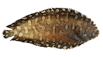 Image of Soleichthys maculosus 