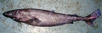 Image of Somniosus microcephalus (Greenland shark)