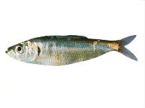 Image of Sprattus antipodum (New Zealand blueback sprat)