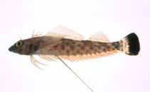 Image of Springerichthys bapturus (Japanese blacktail triplefin)