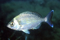 Image of Spondyliosoma cantharus (Black seabream)