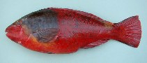 Image of Sparisoma cretense (Parrotfish)