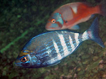 Image of Spondyliosoma emarginatum (Steentjie seabream)