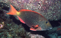 Image of Sparisoma frondosum (Agassiz\