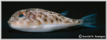 Image of Sphoeroides parvus (Least puffer)