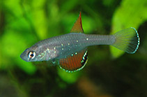 Image of Spectrolebias semiocellatus 