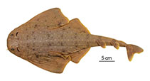 Image of Squatina africana (African angelshark)