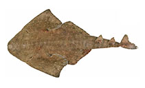 Image of Squatina australis (Australian angelshark)