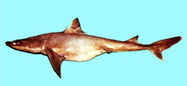 Image of Squalus blainville (Longnose spurdog)