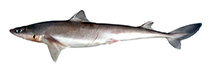 Image of Squalus brevirostris 