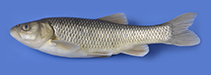 Image of Squalius carinus (Chocolate chub)