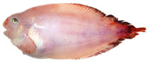 Image of Squaloliparis dentatus 