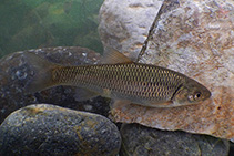 Image of Squalius fellowesii (Aegean chub)