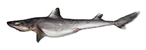 Image of Squalus formosus (Taiwan spurdog)