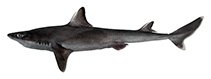 Image of Squalus formosus (Taiwan spurdog)