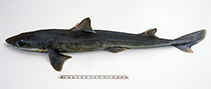 Image of Squalus grahami (Eastern longnose spurdog)