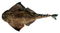 Image of Squatina guggenheim (Angular angel shark)