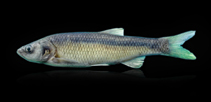 Image of Squalius kottelati (Striped chub)