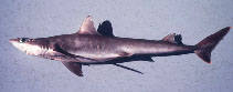 Image of Squalus megalops (Shortnose spurdog)