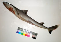 Image of Squalus melanurus (Blacktailed spurdog)