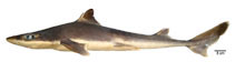 Image of Squalus mitsukurii (Shortspine spurdog)