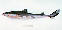 Image of Squalus montalbani (Philippiines spurdog)