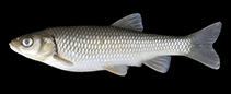 Image of Squalius pursakensis (Sakarya chub)