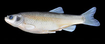 Image of Squalius recurvirostris (Akşehir chub)