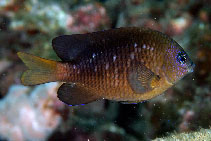 Image of Stegastes adustus (Dusky damselfish)