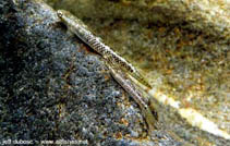 Image of Stiphodon atratus (Black stiphodon)