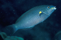 Image of Stethojulis balteata (Belted wrasse)