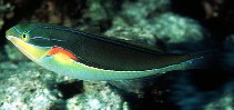 Image of Stethojulis bandanensis (Red shoulder wrasse)