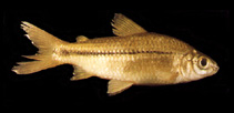 Image of Steindachnerina biornata 