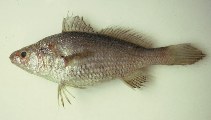 Image of Stellifer brasiliensis 