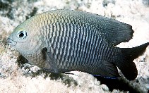 Image of Stegastes diencaeus (Longfin damselfish)