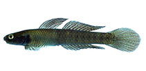 Image of Stiphodon elegans 