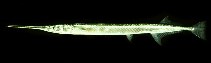 Image of Strongylura leiurus (Banded needlefish)