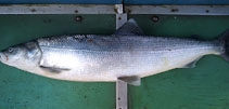 Image of Stenodus leucichthys (Sheefish)